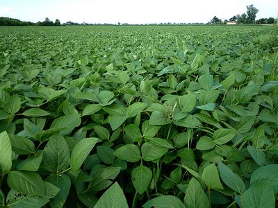  CertifiedHutcheson Soybean Seeds 50 pounds
