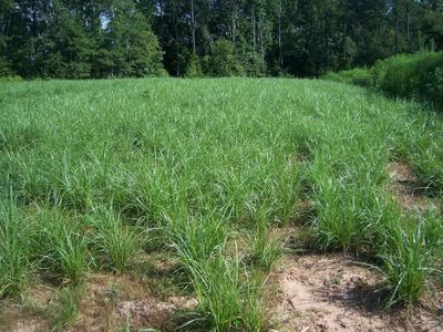 Chufa Seeds One Pound