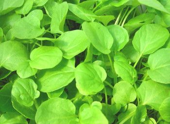 Cressie Seed (Upland Cress)