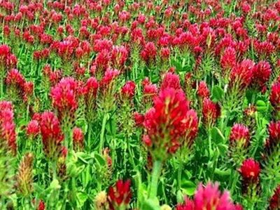 Crimson Red Clover 50 lbs In store pickup only