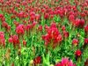 Crimson Red Clover 50 lbs In store pickup only
