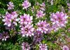 Crown Vetch Seeds One Pound