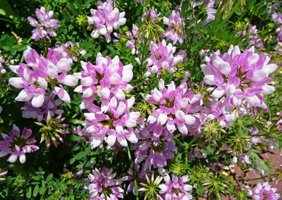 Crown Vetch Seeds One Pound