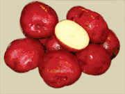 Dark Red Norland Potatoes   IN STORE PICKUP ONLY