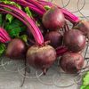 Heirloom Detroit Dark Red Beet Seeds