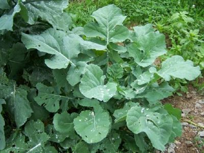 Dwarf Essex Rape Seed Heirloom Non GMO