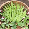 Heirloom Dwarf Gray Sugar Pea One Pound