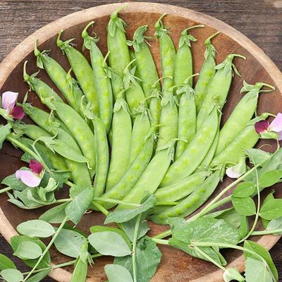 Heirloom Dwarf Gray Sugar Pea One Pound