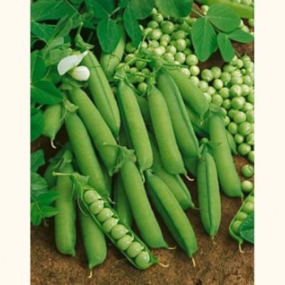 Heirloom Early Alaska Pea Seeds One Pound