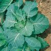 Georgia Collards Seed