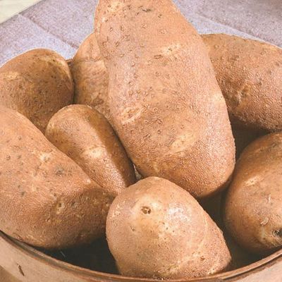 Goldrush Russet Seed Potatoes  IN STORE PICKUP ONLY