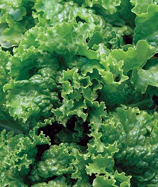Heirloom Green Ice Lettuce Seed