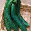 Greencrisp Hybrid Burpless Cucumber seeds