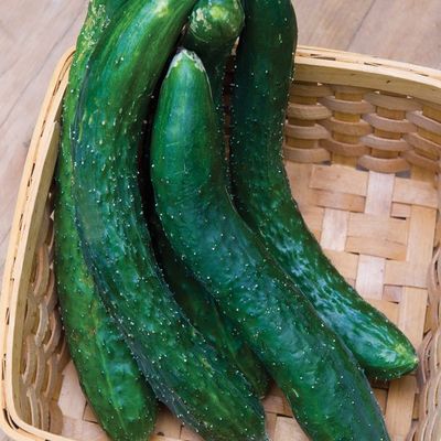 Greencrisp Hybrid Burpless Cucumber seeds