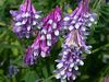 Hairy Vetch Seeds One Pound 