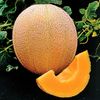 Hales Best Jumbo Cantaloupe Seed