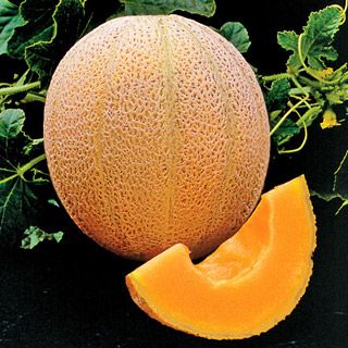 Hales Best Jumbo Cantaloupe Seed