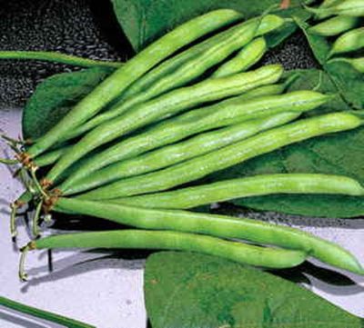 Heirloom Blue Lake Bush Bean Seeds One Pound