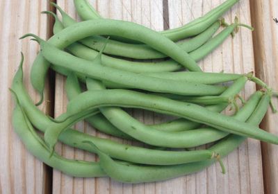Heirloom Contender Bush Bean Seeds Non GMO One Pound