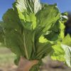 Heirloom Florida Broadleaf Mustard Green Seed Non GMO