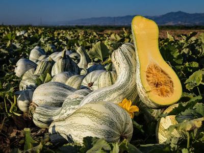 Heirloom GREEN STRIPED CUSHAW Winter Squash