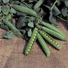 Heirloom Laxton Progress No. 9 Shell pea