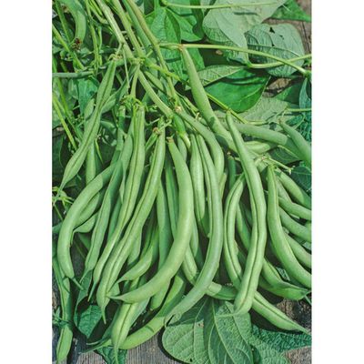 Heirloom Mountaineer White Half Runner Bean Seeds Non GMO One Pound