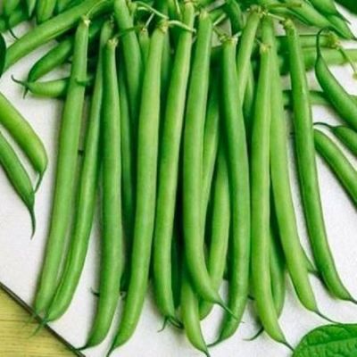 Heirloom OP Slenderette Bean Seeds 1 Pound