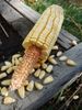 Heirloom Pencil Cob OP Shoepeg Dent Corn Non-GMO One Pound