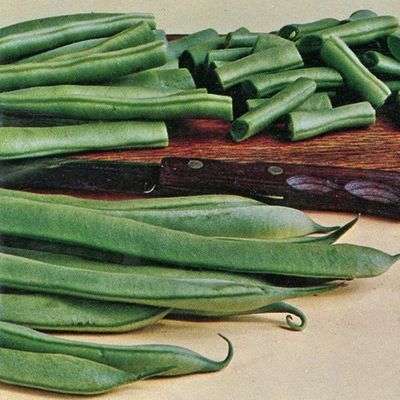 Heirloom Pink Half Runner/Peanut Bean Seeds One Pound