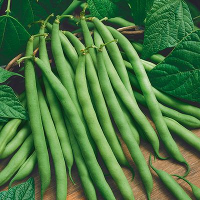 Heirloom Provider Bush Green Bean Seeds One Pound
