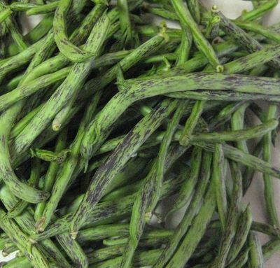 Heirloom Rattlesnake "Preacher Bean" Pole Bean Seeds