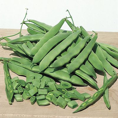 Heirloom Roma II Bush Bean Seeds One pound  Non GMO Stringless