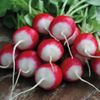 Heirloom "Sparkler White Tip" Radish Seeds