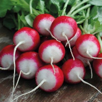 Heirloom "Sparkler White Tip" Radish Seeds