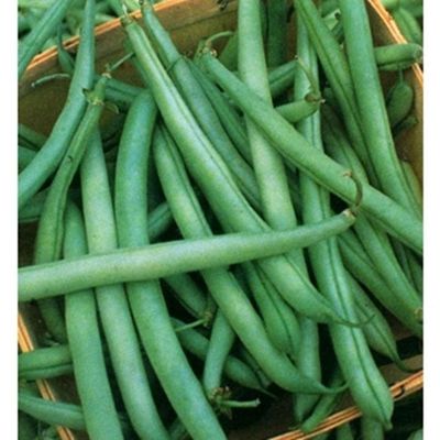 Heirloom State White Half Runner Bean Seeds Half  Pound 