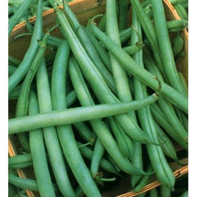 Heirloom State White Half Runner Bean Seeds One Pound 