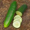 Heirloom Straight Eight Cucumber Seeds Non GMO