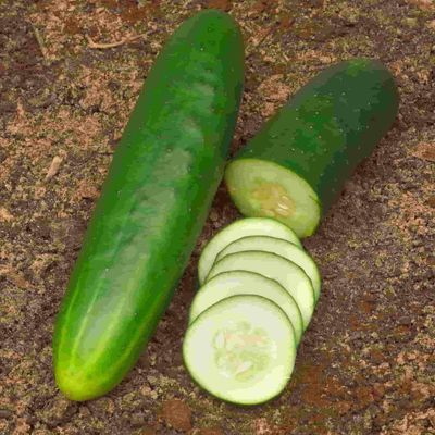 Heirloom Straight Eight Cucumber Seeds Non GMO