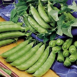 Heirloom Super Sprint Snap Sweet Pea One Pound