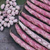 Heirloom Taylor Dwarf Horticultural Bush Bean 1 lb