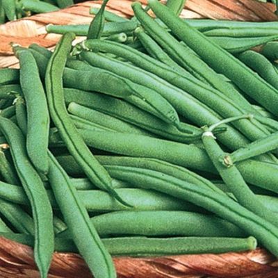 Heirloom Tenderette OP Bean seeds 1 Pound