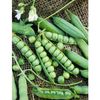 Heirloom Wando Shell Pea One Pound