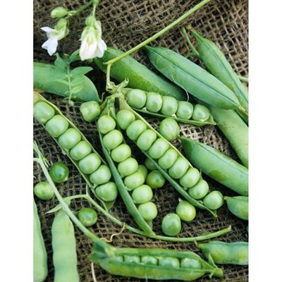 Heirloom Wando Shell Pea One Pound