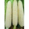 Heirloom White Hickory King  Dent Corn Seeds OP One Pound