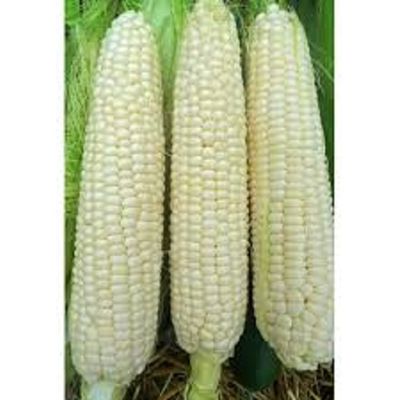 Heirloom White Hickory King  Dent Corn Seeds OP One Pound