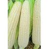 Heirloom White Truckers Dent Corn Seed OP One Pound