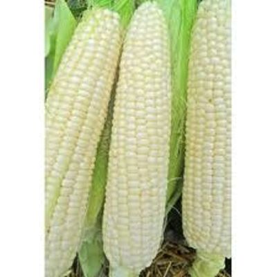 Heirloom White Truckers Dent Corn Seed OP One Pound