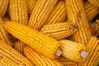 Heirloom Yellow Hickory King  Dent Corn Seeds OP One Pound