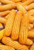 Heirloom Yellow Truckers Favorite Corn Seed OP One Pound